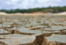 Robuste Vielfalt corporAID Magazin 77: Robust Vielfalt