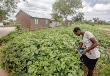 Lieber vor Ort Uganda vergibt Land an Flüchtlinge, damit diese sich niederlassen und zugleich produktiv tätig werden können.