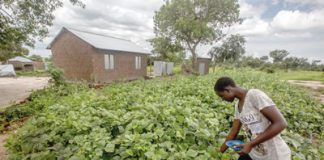 Lieber vor Ort Uganda vergibt Land an Flüchtlinge, damit diese sich niederlassen und zugleich produktiv tätig werden können.