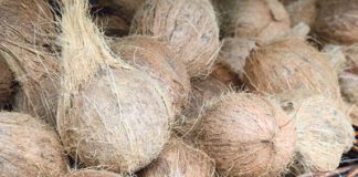 Kokosnuss: Alleskönner aus den Tropen Eher Pfirsich als Nuss: Die Kokosnuss ist streng botanisch betrachtet gar keine Nuss, sondern eine Stein- frucht wie Pfirsich und Kirsche.