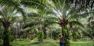 Flurbereinigung Die Ölpalme: flächenmäßig der meist zertifizierte agrarische Rohstoffe