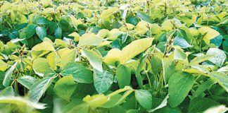 Soja aus Europa corporAID Magazin 80: Soja aus Europa