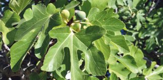 Kein Spiel mit dem Feigenblatt Umweltanliegen sind ein Kernbereich von Social Impact Fonds. Feigenblätter auch?