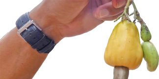 Snack auf Reisen Kurioser Kern: Die Cashewnuss wächst als Anhängsel eines Apfels, der ihr Fruchtstiel ist