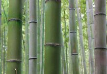 Bambus: Grandioses Gras