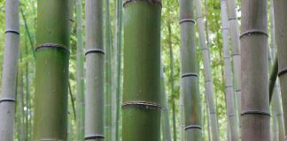 Bambus: Grandioses Gras