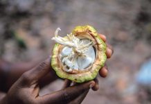 Mehr als nur die Bohne