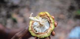 Mehr als nur die Bohne