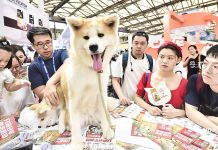 Hype ums Haustier Haustiere boomen in Asien. Im Bild: ein Hund auf der Pet Fair Asia
