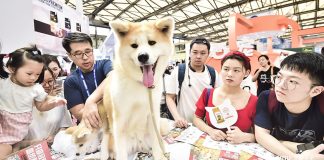 Hype ums Haustier Haustiere boomen in Asien. Im Bild: ein Hund auf der Pet Fair Asia