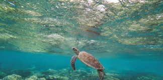 Nachhaltige Ozeanwirtschaft: Rettungsring für das Meer