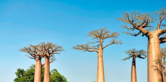 Baobab: Afrikas Superfrucht Avenue des Baobabs