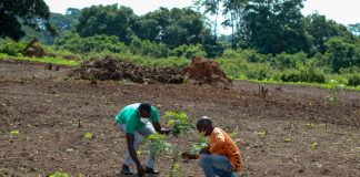 CO2-Zertifikate: Nicht nur heiße Luft CO2-Zertifikate werden vor allem auch durch Aufforstungen generiert.