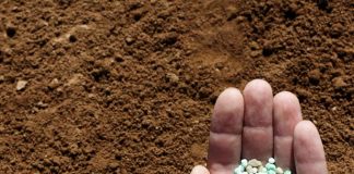 Gerissene Ketten Dünger Brasilien