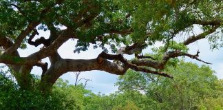 Marula: Vielseitig und vielversprechend Marula Baum