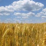 Kornkammer im Krieg Ukraine Weizen