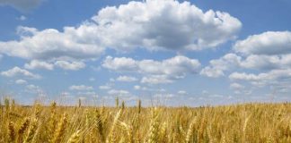 Kornkammer im Krieg Ukraine Weizen