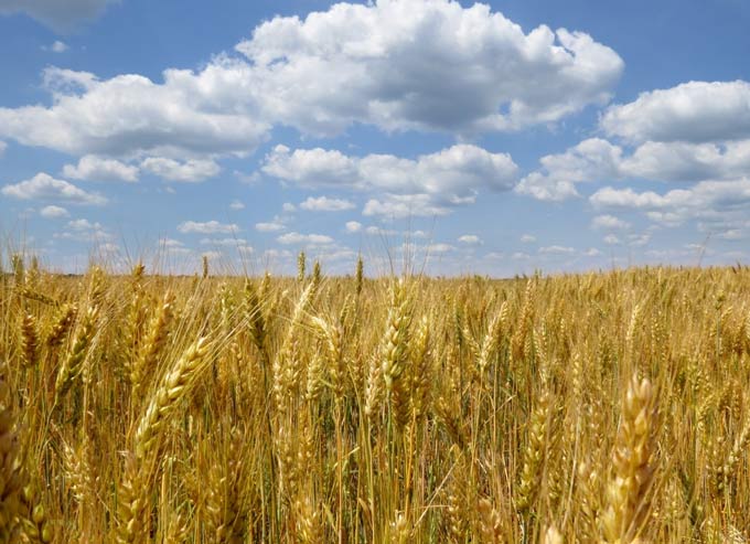 Weizen-Ukraine Ukraine Weizen