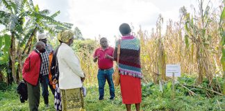 Fuß fassen in Afrika