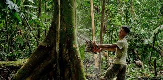 Aufforstung: Wälder für die Welt Wald