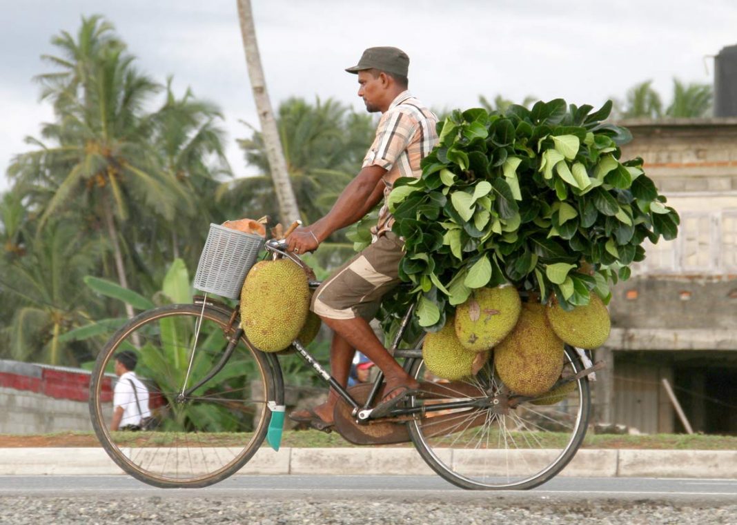 Jackfruit-on-a-bike Jackfruit
