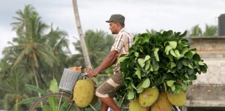 Jackfruit: Eine Frucht für viele Fälle Jackfruit