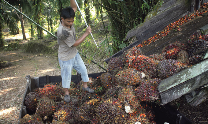 Palmöl in Malaysia