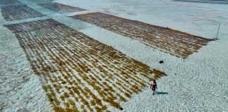 Algen: Multitalente aus dem Meer Algen