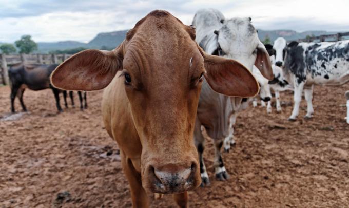 Mercosur-Abkommen_Kühe