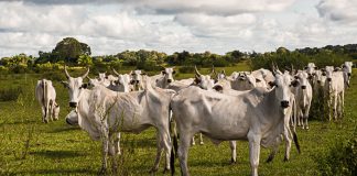 EU-Mercosur-Abkommen: Freihandel im Kreuzfeuer Mercosur-Abkommen_Rinderherde
