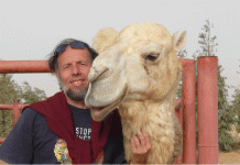 Kamele werden wichtiger Bernard Faye