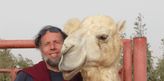 Kamele werden wichtiger Bernard Faye