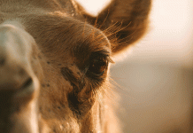 Jahr der Kameliden: Zukunftstier mit Höckern Kamele