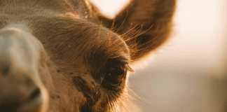 Jahr der Kameliden: Zukunftstier mit Höckern Kamele