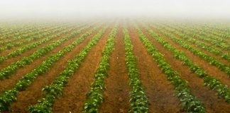 corporAID Multilogue: Innovation & Impact im globalen Agro & Food Business