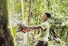 EUDR: Ist das Waldschutz?