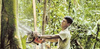 EUDR: Ist das Waldschutz?