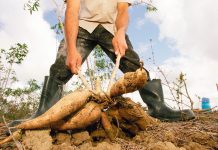 Eine Knolle mit vielen Stärken