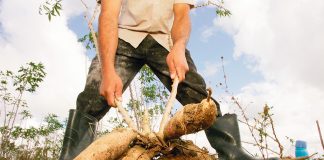 Eine Knolle mit vielen Stärken